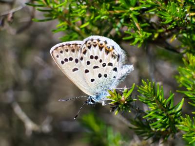 Azuré tyrrhénien (L'), Azuré du genêt corse (L'),  Plebejus bellieri (Oberthür, 1910)