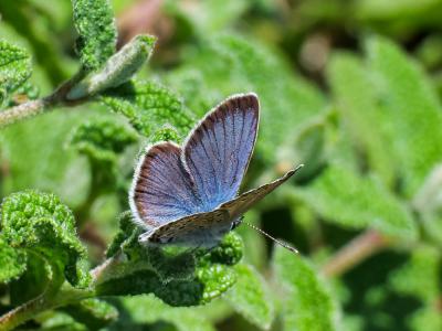 Azuré tyrrhénien (L'), Azuré du genêt corse (L'),  Plebejus bellieri (Oberthür, 1910)