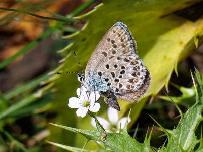 Azuré tyrrhénien (L'), Azuré du genêt corse (L'),  Plebejus bellieri (Oberthür, 1910)