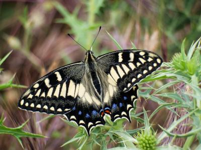 Porte-Queue de Corse (Le), Grand Férulier (Le) Papilio hospiton Gené, 1839