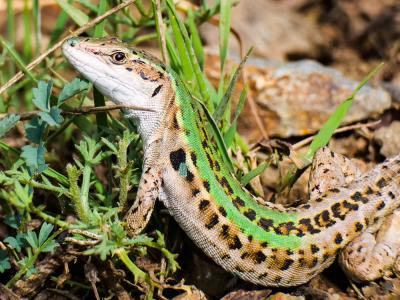 Lézard sicilien, Lézard des ruines Podarcis siculus (Rafinesque Schmaltz, 1810)