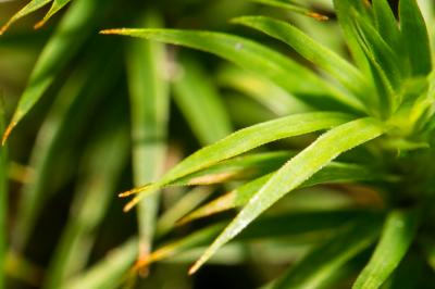  Polytrichum formosum Hedw., 1801