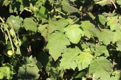  Solanum capsicoides All., 1773