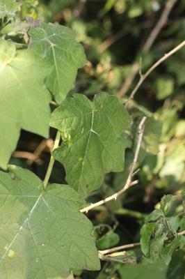  Solanum capsicoides All., 1773