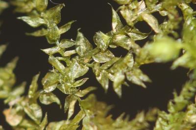  Leptodictyum riparium (Hedw.) Warnst., 1906