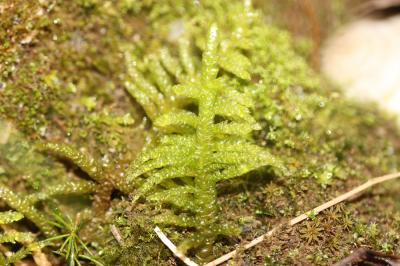  Pseudoscleropodium purum (Hedw.) M.Fleisch., 1923