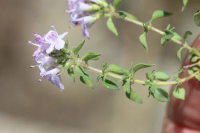 Thym de Corse Thymus herba-barona Loisel., 1807