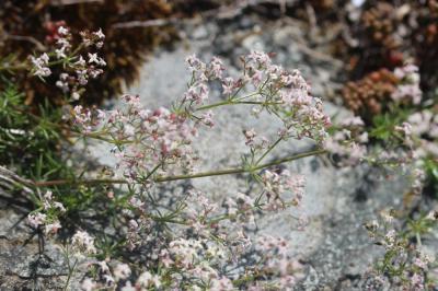 Gaillet de Corse Galium corsicum Spreng., 1827