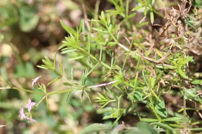 Gaillet de Corse Galium corsicum Spreng., 1827