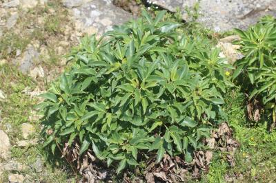 Ellébore de Corse Helleborus argutifolius Viv., 1824