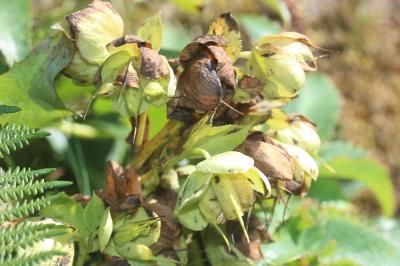 Ellébore de Corse Helleborus argutifolius Viv., 1824