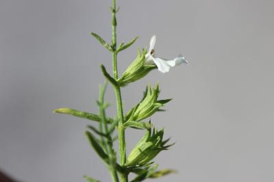 Épiaire poisseuse Stachys glutinosa L., 1753