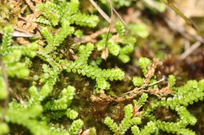 Sélaginelle denticulée Selaginella denticulata (L.) Spring, 1838