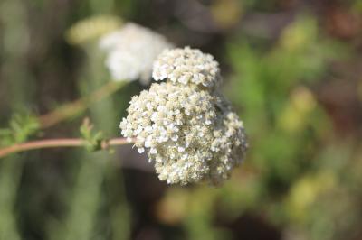 Achillée de Ligurie Achillea ligustica All., 1773