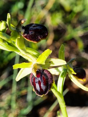 Ophrys de la passion Ophrys passionis Sennen, 1926