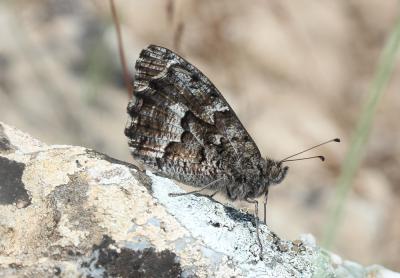 Agreste flamboyant (L') Hipparchia aristaeus (Bonelli, 1826)