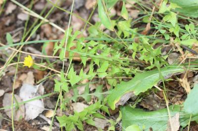 Chicorée Hyoseris radiata L., 1753