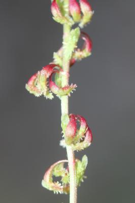 Oseille tête-de-bœuf, Rumex Tête-de-boeuf Rumex bucephalophorus L., 1753