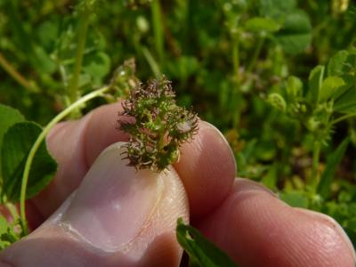 Luzerne polymorphe, Luzerne à fruits nombreux Medicago polymorpha L., 1753