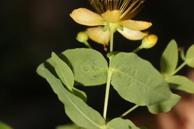 Androsème fétide, Millepertuis à odeur de bouc Hypericum hircinum L., 1753