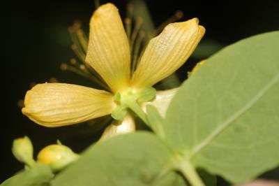 Androsème fétide, Millepertuis à odeur de bouc Hypericum hircinum L., 1753