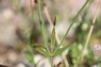 Petite centaurée maritime Centaurium maritimum (L.) Fritsch, 1907