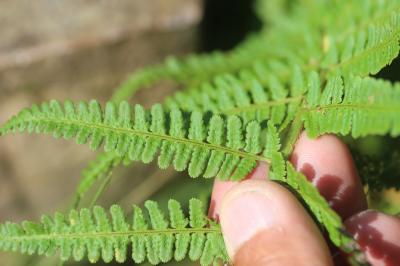 Dryoptéris des montagnes, Dryoptéris des oréades Dryopteris oreades Fomin, 1911