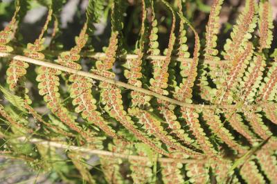 Dryoptéris des montagnes, Dryoptéris des oréades Dryopteris oreades Fomin, 1911