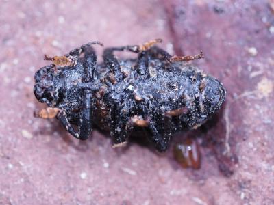 Ténébrion triste Dendarus coarcticollis (Mulsant, 1854)