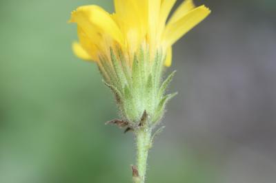 Épervière amplexicaule Hieracium amplexicaule L., 1753