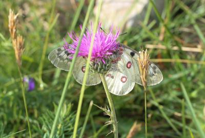 Petit apollon Parnassius corybas Fischer de Waldheim, 1823