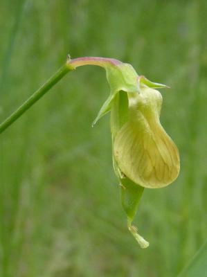 Gesse annuelle Lathyrus annuus L., 1753