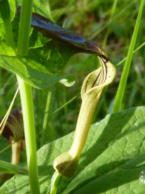 Aristoloche à feuilles rondes, Aristoloche arrondi Aristolochia rotunda L., 1753