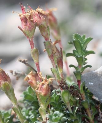 Saxifrage à feuilles opposées, Saxifrage glanduleu Saxifraga oppositifolia L., 1753