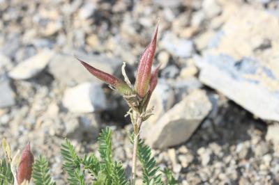 Oxytropis de Suisse, Oxytropis de Gaudin Oxytropis helvetica Scheele, 1843