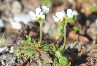 Androsace du Piémont Androsace adfinis Biroli, 1820