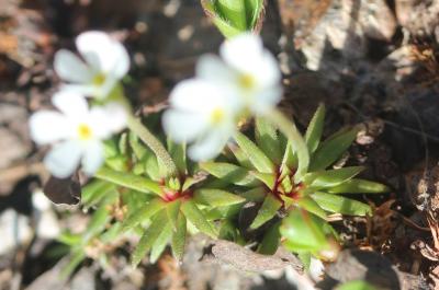 Androsace du Piémont Androsace adfinis Biroli, 1820