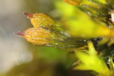  Orthotrichum cupulatum Hoffm. ex Brid., 1801