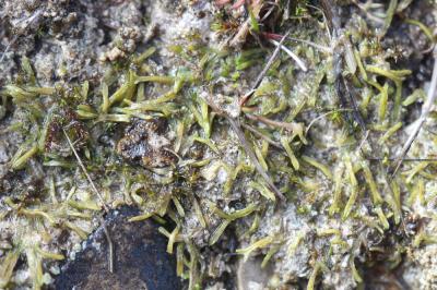  Riccia canaliculata Hoffm., 1796