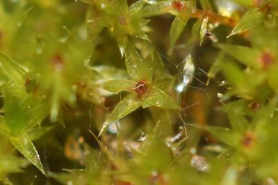  Ptychostomum pseudotriquetrum (Hedw.) J.R.Spence & H.P.Ramsay ex Holyoak & N.Pedersen, 2007