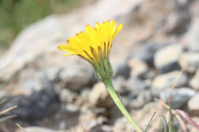 Liondent des éboulis Leontodon hispidus subsp. hyoseroides (Welw. ex Rchb.) Gremli, 1885