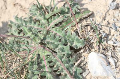 Liondent des éboulis Leontodon hispidus subsp. hyoseroides (Welw. ex Rchb.) Gremli, 1885