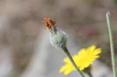 Épervière tomenteuse Hieracium tomentosum L., 1755