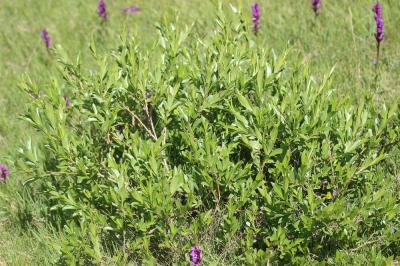 Saule à cinq étamines, Saule odorant Salix pentandra L., 1753