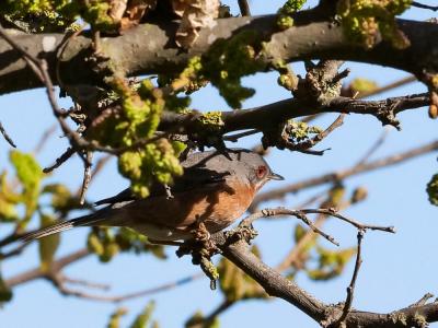 Fauvette passerinette Sylvia cantillans (Pallas, 1764)