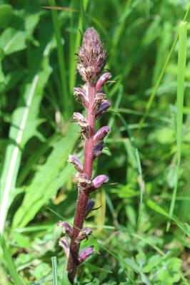 Orobanche du trèfle, Petite Orobanche Orobanche minor Sm., 1797