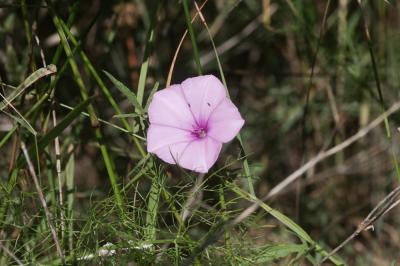 Liseron fausse mauve, Liseron fausse Guimauve Convolvulus althaeoides L., 1753