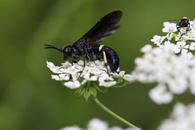  Cephaledo bifasciata (Müller, 1766)