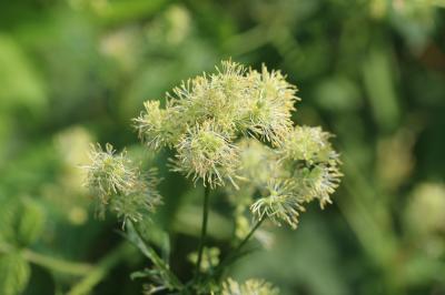 Pigamon méditerranéen Thalictrum lucidum L., 1753