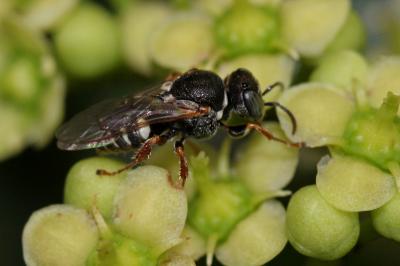  Oxybelus haemorrhoidalis Olivier, 1812